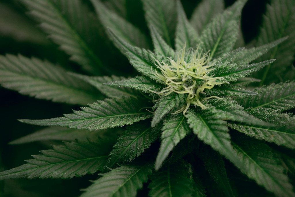 Cannabis