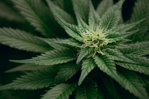Cannabis